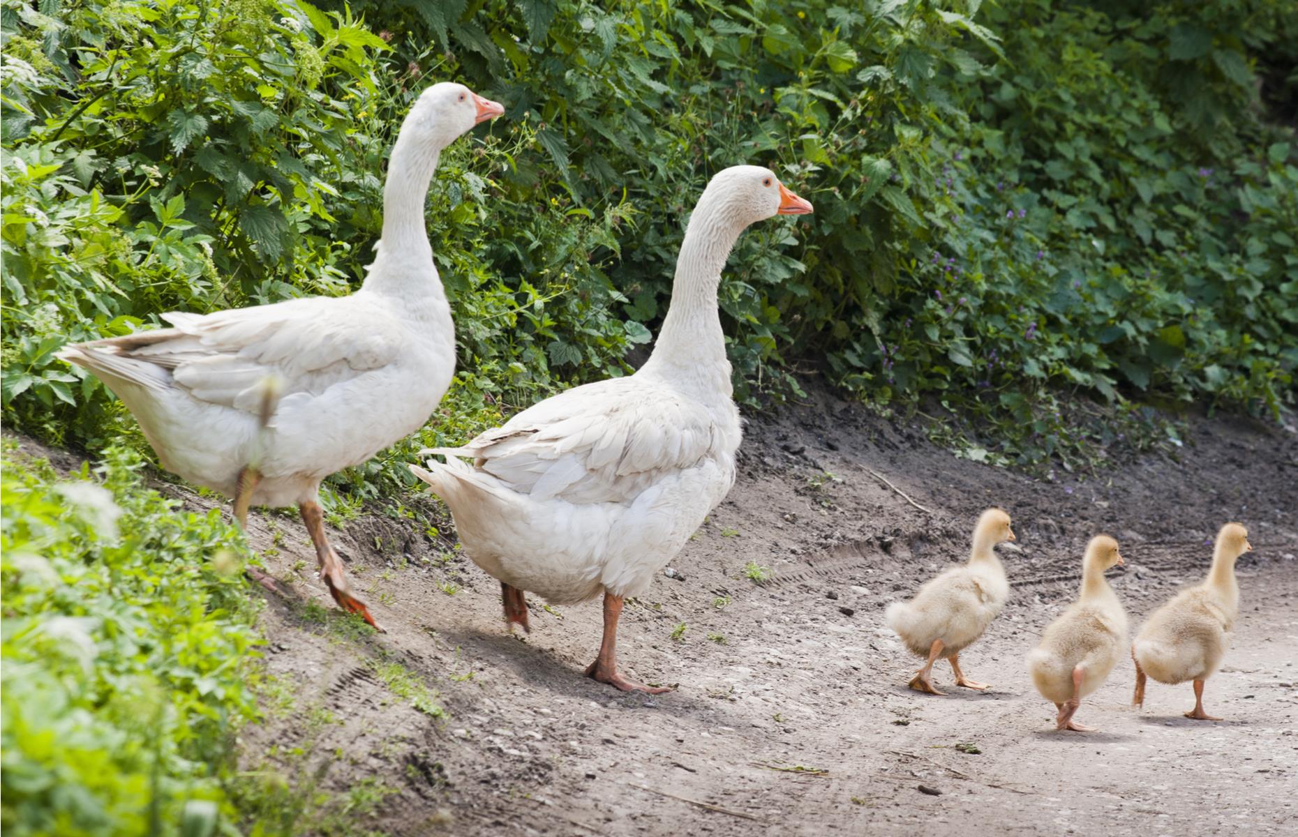 Live ducks, geese and turkeys